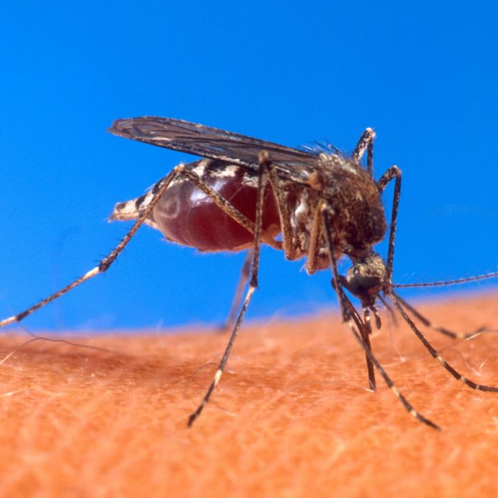 Aedes_aegypti_biting_human